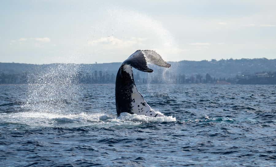 Sydney: Ocean Whale Watching Experience - Two hours of humpback time where you can actually watch behavior