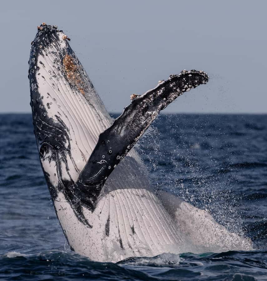 Sydney: Ocean Whale Watching Experience - Marine commentary that connects whaling history to what humpbacks do now