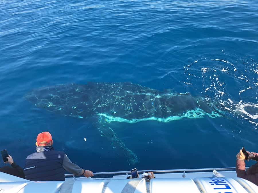 Sydney: Ocean Whale Watching Experience - How the boat setup helps you spot whales sooner