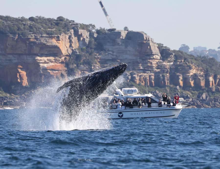 Sydney: Ocean Whale Watching Experience - Who should book this humpback whale winter migration cruise