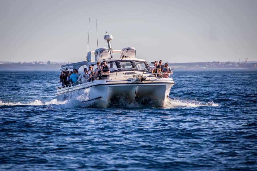 Sydney: Ocean Whale Watching Experience - Should you book Whale Tales Sydney whale watching?