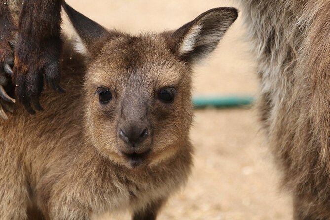 Sydney Opera House and Aussie Animals Private Tour - How the 4-Hour Timing Works (and When It Feels Tight)