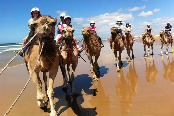 Sydney: Port Stephens Sandboarding, Dunes & Dolphin Cruise option - Guide Quality and Small-Group Energy, Especially With Aurelio