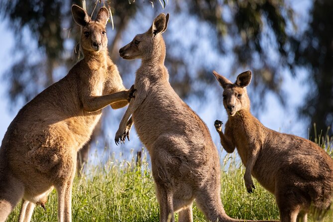 Sydney: PRIVATE Blue Mountains, Wildlife & Cruise Luxe Tour (10h) - Wentworth Falls: waterfall views plus walk options