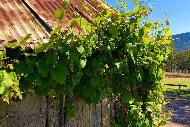 Sydney: PRIVATE Hunter Valley Wine Tasting Luxe Tour (10h) - The scenic Sydney to Hunter Valley route, from Harbour Bridge to Cessnock