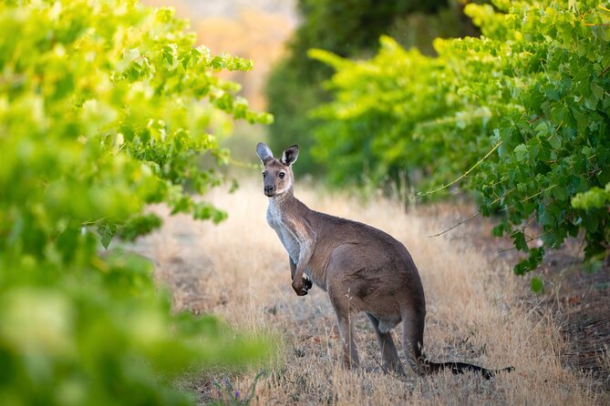 Sydney: PRIVATE Hunter Valley Wine Tasting Luxe Tour (10h) - The guide experience: why the right story makes the wine taste better