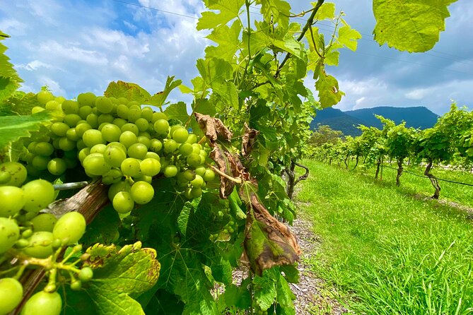Sydney: PRIVATE Hunter Valley Wine Tasting Luxe Tour (10h) - Pickup, comfort, and the small perks that add up