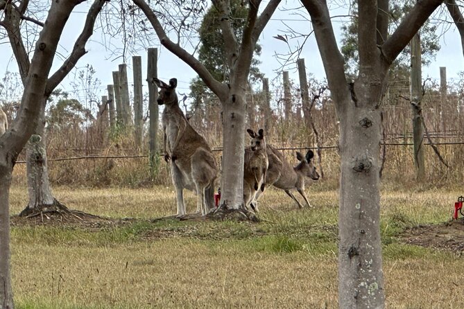 Sydney: Private Wine tour - Hunter Valley & Wollombi Valley - The scenic run on Tourist Drive 33