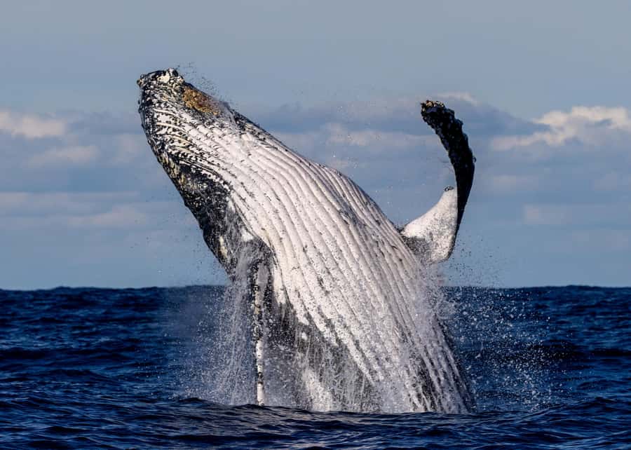 Sydney: Scenic Whale Watching Cruise - Whales Guaranteed - Key things you will notice fast