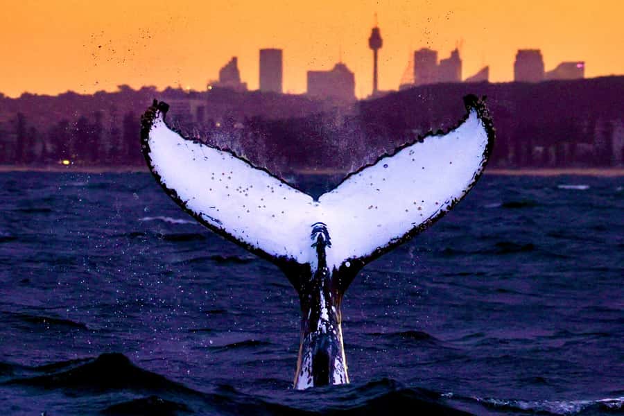 Sydney: Scenic Whale Watching Cruise - Whales Guaranteed - Sydney’s humpbacks come to you, not the other way around