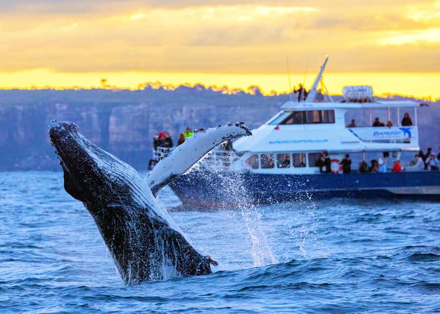 Sydney: Scenic Whale Watching Cruise - Whales Guaranteed - The “whales guaranteed” part, and how it affects your decision