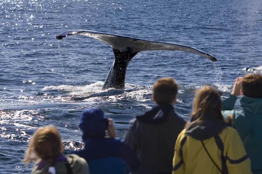 Sydney: Scenic Whale Watching Cruise - Whales Guaranteed - What you might spot besides humpbacks