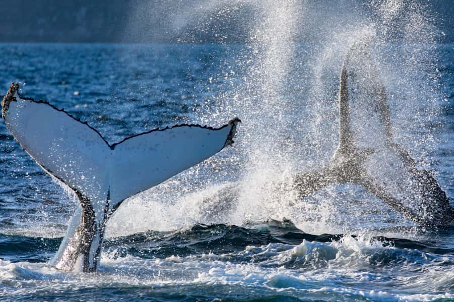 Sydney: Scenic Whale Watching Cruise - Whales Guaranteed - Price and value: what $45 gets you on this cruise