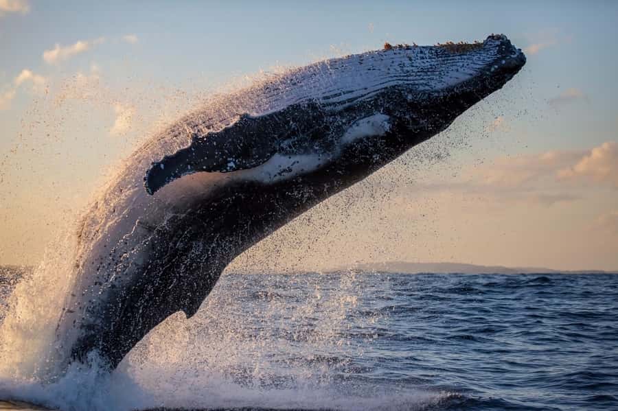 Sydney: Scenic Whale Watching Cruise - Whales Guaranteed - Who this whale cruise suits best