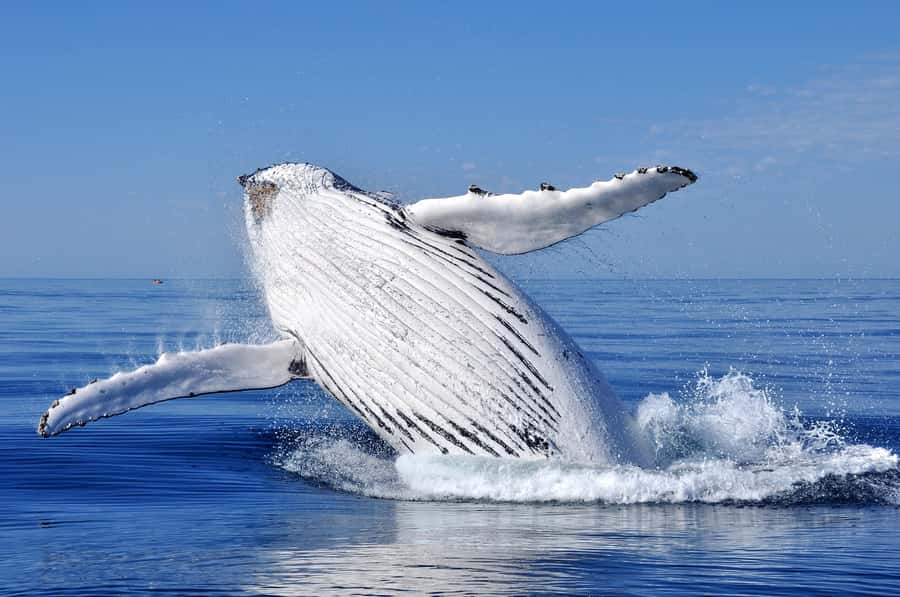 Sydney: Scenic Whale Watching Cruise - Whales Guaranteed - Final call: should you book this Sydney whale watching cruise?