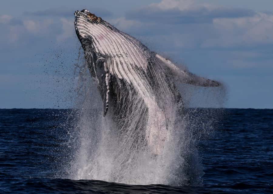 Sydney: Scenic Whale Watching Cruise - Whales Guaranteed - From Eastern Pontoon Wharf to whale waters: the 3-hour rhythm