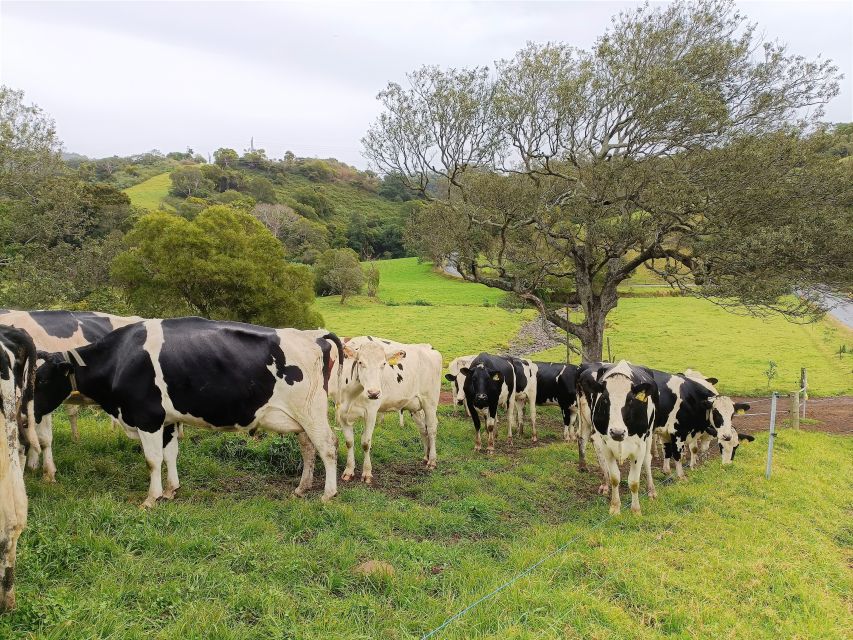 Sydney: Sea Cliff Bridge, Kiama Blowhole and Farmlands Tour - Jamberoo and Saddleback Mountain: dairy countryside that actually explains Sydney’s milk