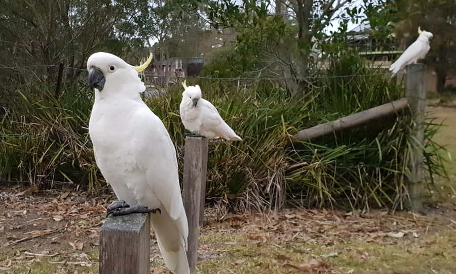 Sydney: Sea Cliff Bridge, Kiama Blowhole and Farmlands Tour - Wildlife and birdlife: how to actually spot what you want