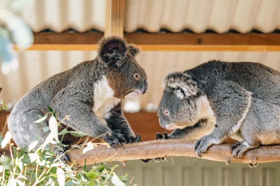 Sydney: Small Group Blue Mountains, Wildlife & Waterfalls - Featherdale wildlife: the best part if you love animals