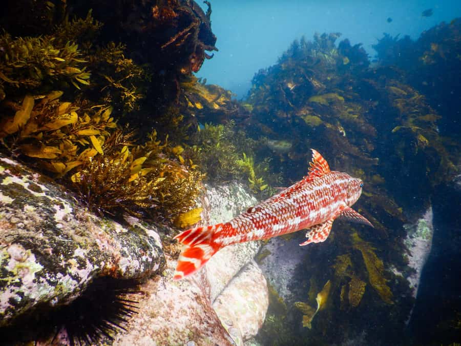 Sydney: Snorkeling Tour for Kids with Private Guide - The One-Hour Snorkel: What You’ll Do, Step by Step