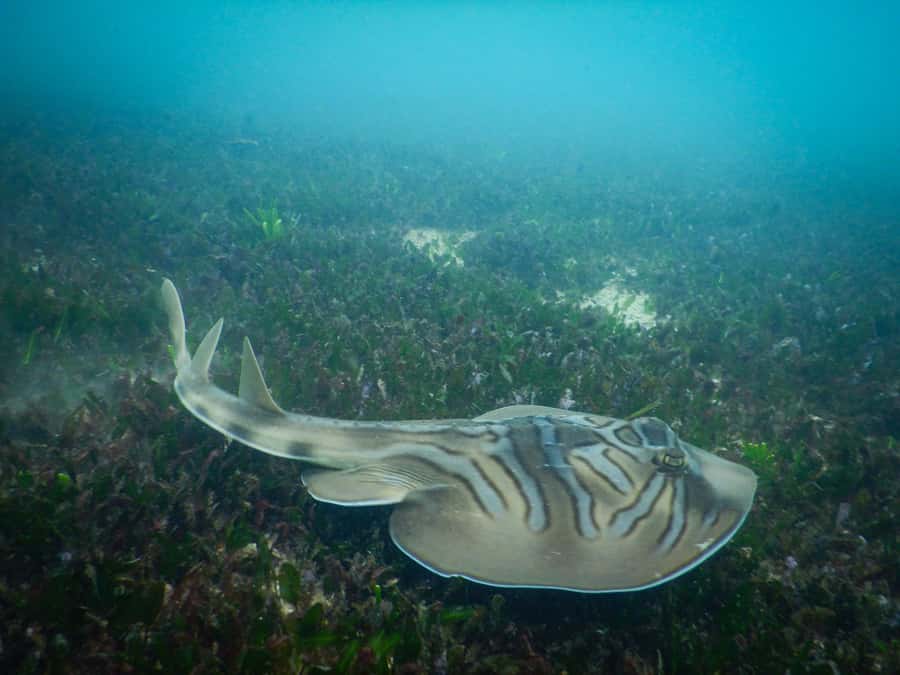 Sydney: Snorkeling Tour for Kids with Private Guide - Marine Life You Can Look For (And How the Guide Helps You Spot It)