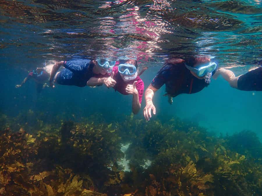 Sydney: Snorkeling Tour for Kids with Private Guide - Gear Choices That Make or Break Kid Snorkeling