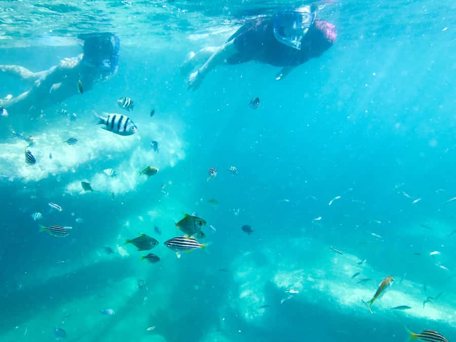 Sydney: Snorkeling Tour for Kids with Private Guide - Photos Included: One Less Thing for Parents to Manage