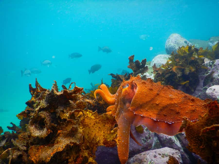 Sydney: Snorkeling Tour for Kids with Private Guide - Pace, Breaks, and Keeping Everyone Comfortable