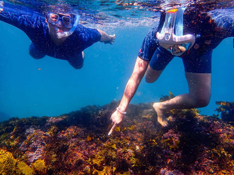Sydney: Snorkeling Tour for Kids with Private Guide - After Snorkeling: How to Turn 90 Minutes into a Real Family Day