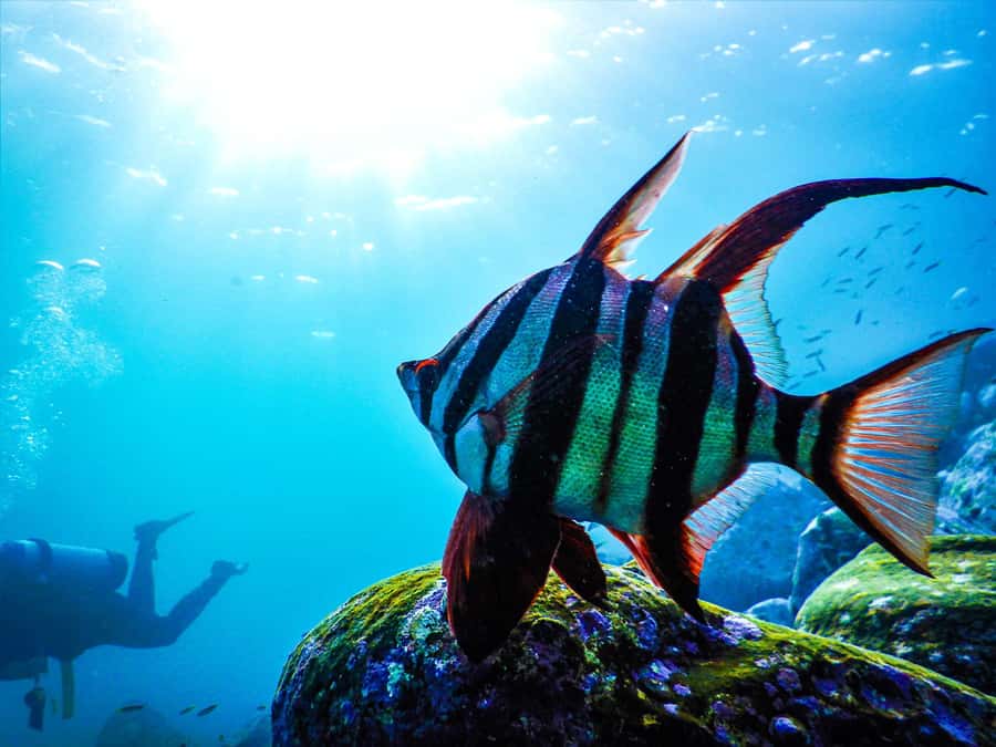 Sydney: Snorkeling Tour for Kids with Private Guide - Meeting at Clovelly Free Car Park and the 15-Minute Safety Briefing