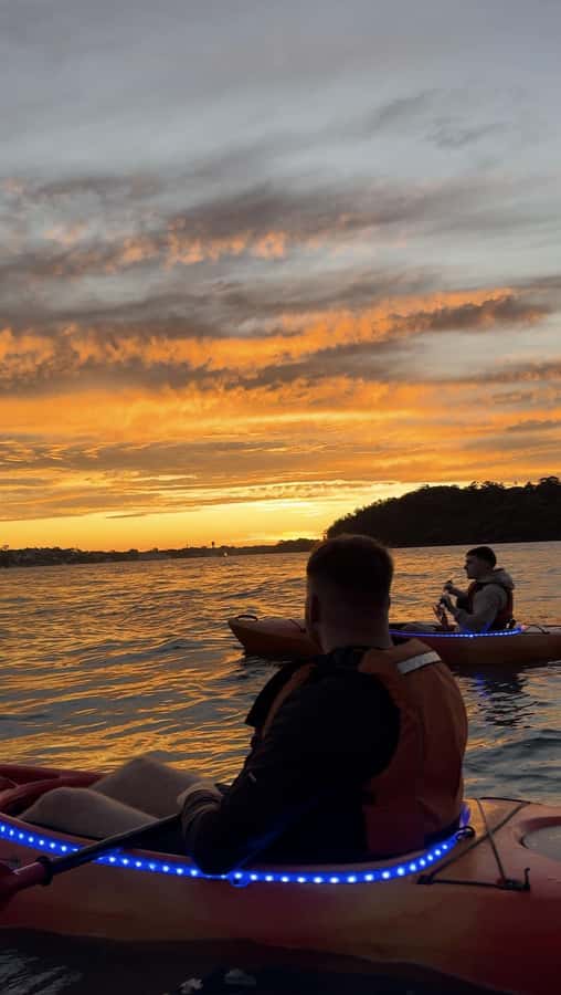Sydney: Sunset Kayak Tour on Sydney Harbour - Circular Quay at dusk: lights, reflections, and marine life chances