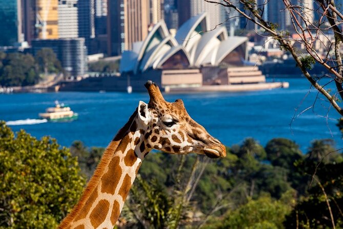 Sydney Taronga Zoo General Entry Ticket - Key highlights worth centering your day on