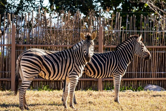 Sydney Taronga Zoo General Entry Ticket - Wild Australia, Great Southern Oceans, and Wild Asia: why the zones help