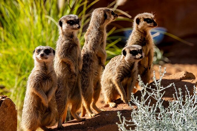 Sydney Taronga Zoo General Entry Ticket - Price and value: what $39.45 includes, and what it doesn’t