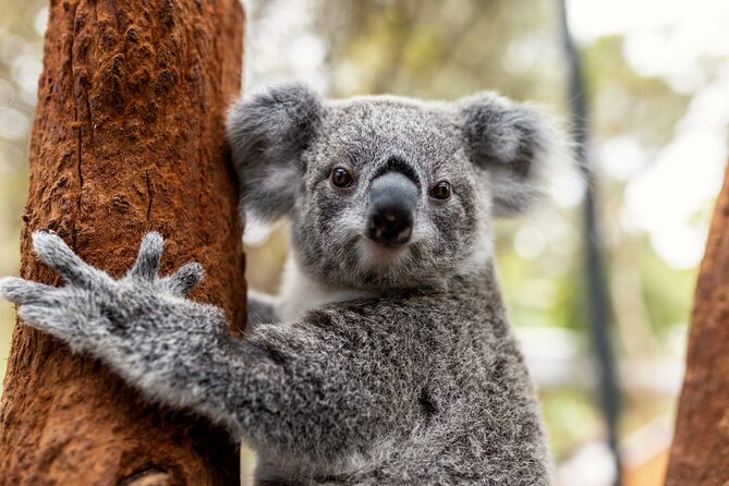 Sydney Taronga Zoo's Aussie Backyard Adventure Tour - Key Points Before You Go