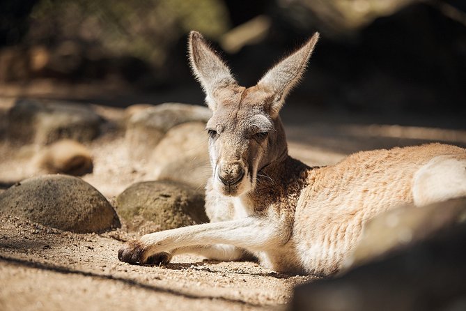 Sydney Taronga Zoo's Aussie Backyard Adventure Tour - What the 1.5-Hour Guided Walk Really Does for You