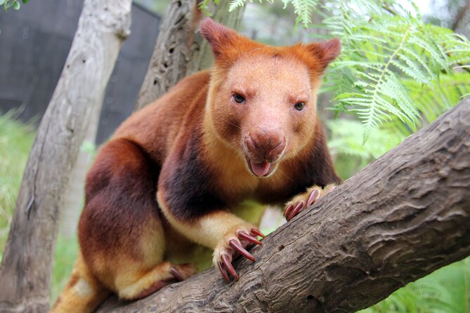 Sydney Taronga Zoo's Aussie Backyard Adventure Tour - The Sky Safari Start: Getting Up to the Zoo Without Burning Your Legs