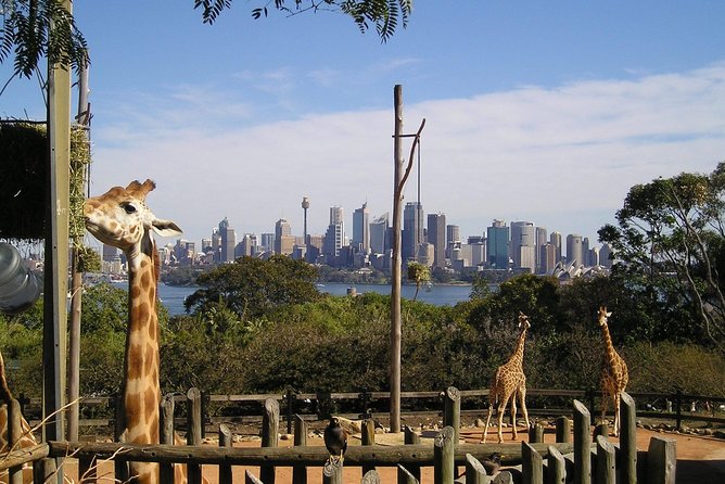 Sydney Taronga Zoo's Aussie Backyard Adventure Tour - After the Tour: How to Use Your All-Day Pass Like a Pro