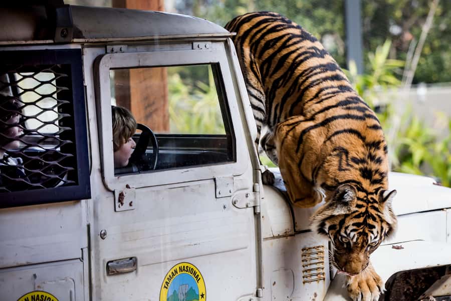 Sydney: Taronga Zoo Ticket with Return Ferry - Key points before you go