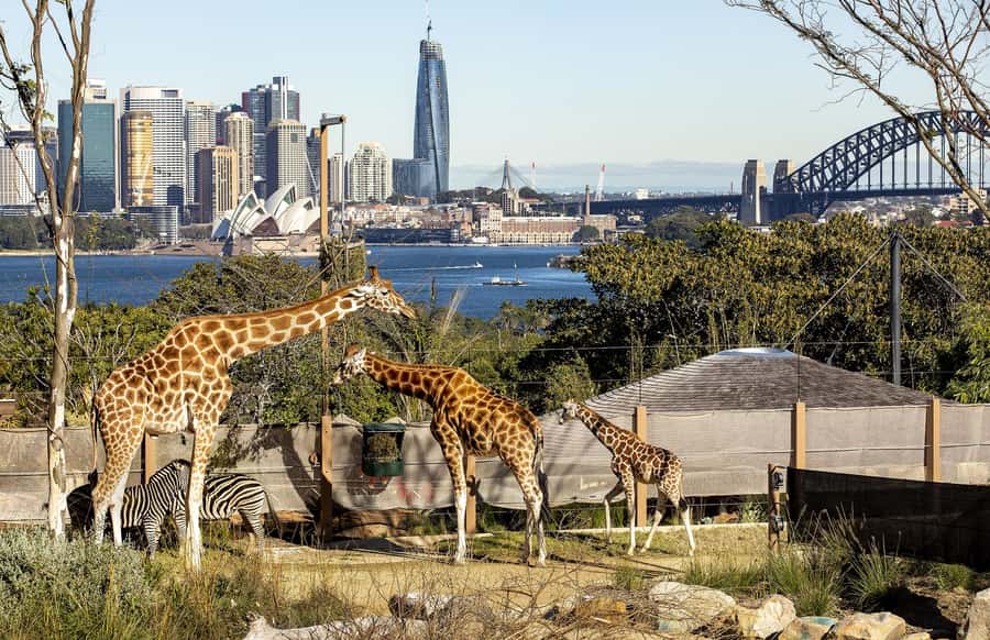 Sydney: Taronga Zoo Ticket with Return Ferry - Value check: is $55 per person worth it?