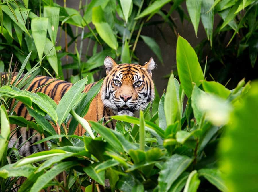 Sydney: Taronga Zoo Ticket with Return Ferry - Taronga Zoo with a return ferry: the real payoff