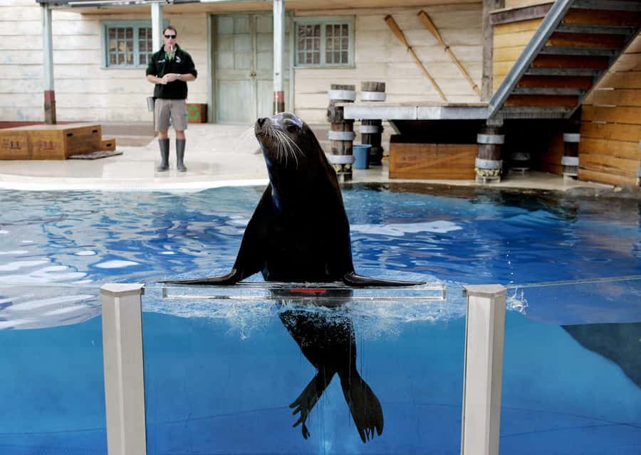Sydney: Taronga Zoo Ticket with Return Ferry - Taronga Zoo entry day: native wildlife, exotics, and a self-guided flow
