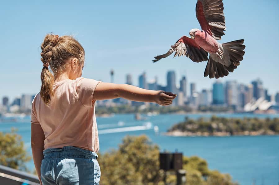 Sydney: Taronga Zoo Ticket with Return Ferry - The zoo’s hills: how to pace yourself without wrecking your day