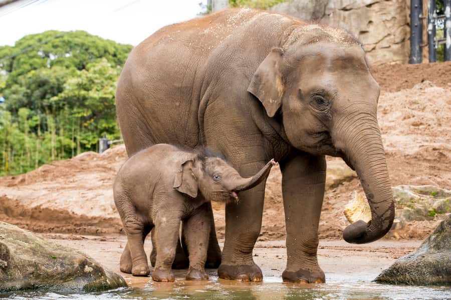 Sydney: Taronga Zoo Ticket with Return Ferry - What to eat and what it costs when you are zoo-bound