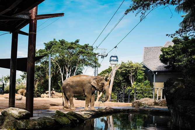 Sydney Taronga Zoo Wild Australia Experience - Quick hits before you go