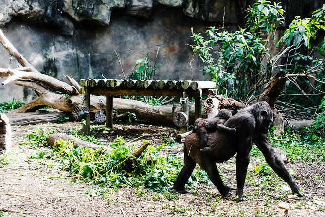 Sydney Taronga Zoo Wild Australia Experience - Zoo keeper access: what the Wild Australia format actually means