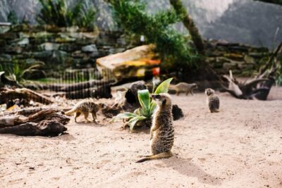 Sydney Taronga Zoo Wild Australia Experience