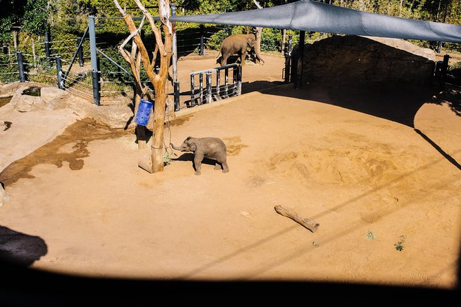 Sydney Taronga Zoo Wild Australia Experience - Logistics that matter: transport, timing, and small-group pacing