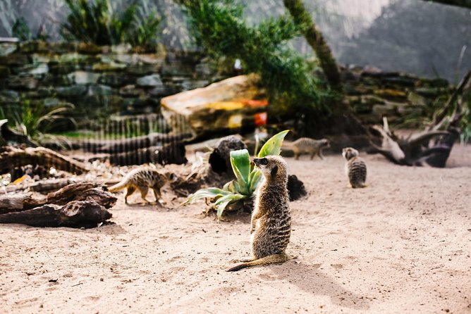 Sydney Taronga Zoo Wild Australia Experience - Koala time for photos, plus up-close native animal encounters