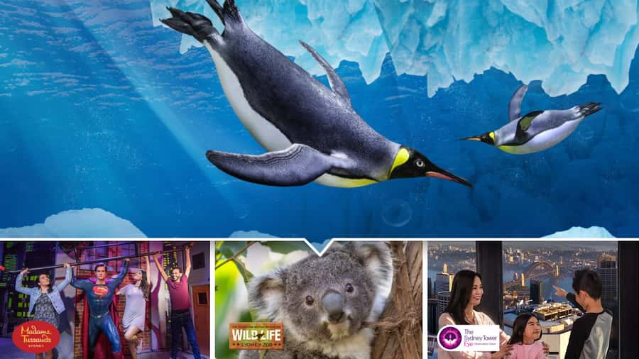 Sydney: Ultimate City Pass for 4 Attractions with Skywalk - The Skywalk sequence you must follow (Tower Eye first)